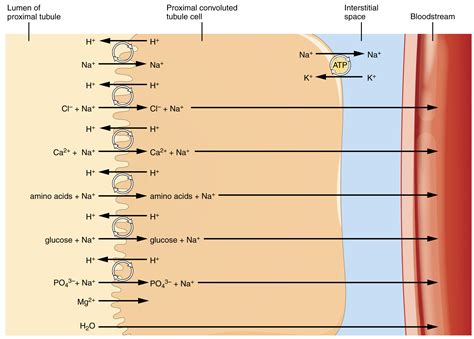 25.5 Physiology of Urine Formation: Tubular Reabsorption and Secretion ...