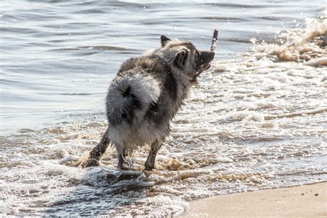 Ein Ausflug Mit Freunden Seelenhunde