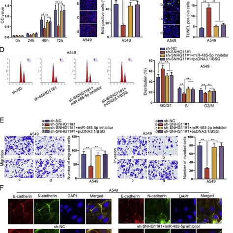 SNHG11 MiR 485 5p BSG Axis Contributed To NSCLC Cell Growth A CCK 8