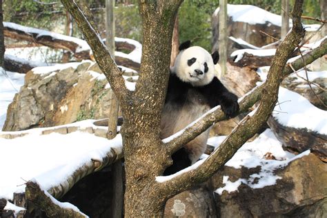 40 years of giant pandas @ National Zoo