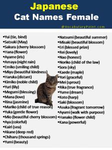 Japanese Cat Names (Funny, Cute and Kitten) - Vocabulary Point