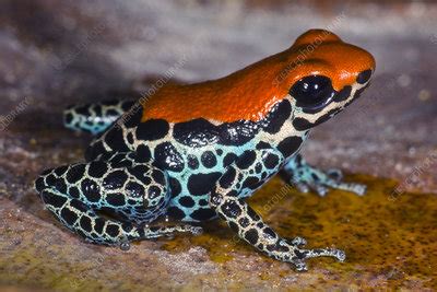 Red Backed Poison Frog Ranitomeya Reticulata Stock Image C050