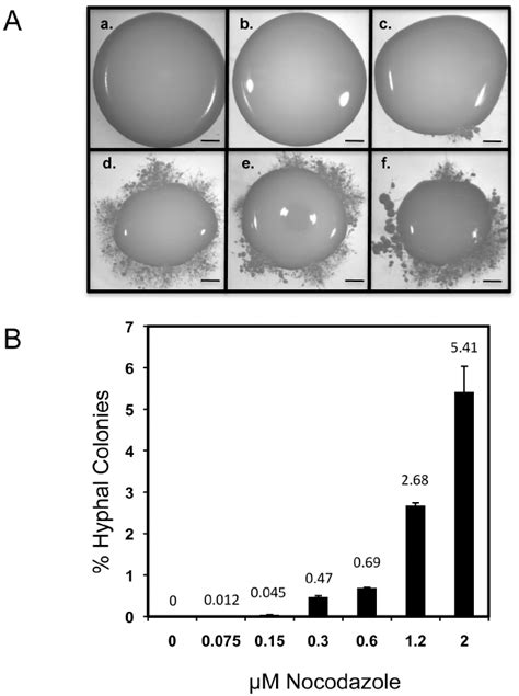 The Effect Of Nocodazole Treatment On Monokaryotic Fruiting Jec