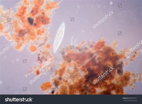 Paramecium Under The Microscope Stock Photo 489570217 : Shutterstock