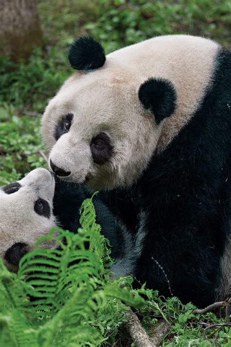 maró szarkóma Karó panda nature Öntudatlan Szójegyzék hiba