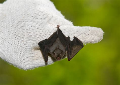 Turning Echolocation Into Action - Bat Conservation International