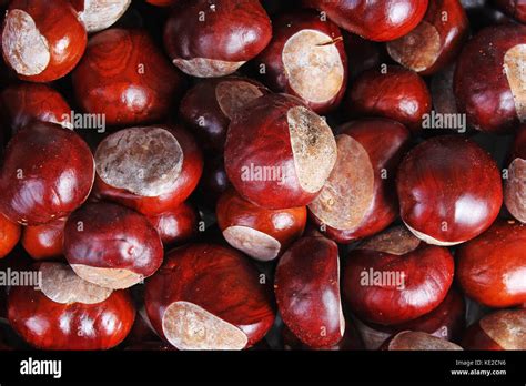 Chestnut pattern texture background Stock Photo - Alamy