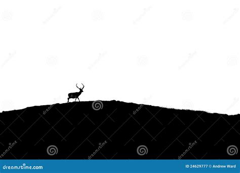 Stag Silhouette Royalty-Free Stock Photography | CartoonDealer.com ...