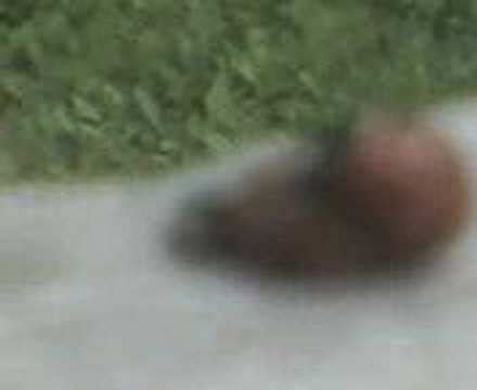 LADYBUG SEX YouTube