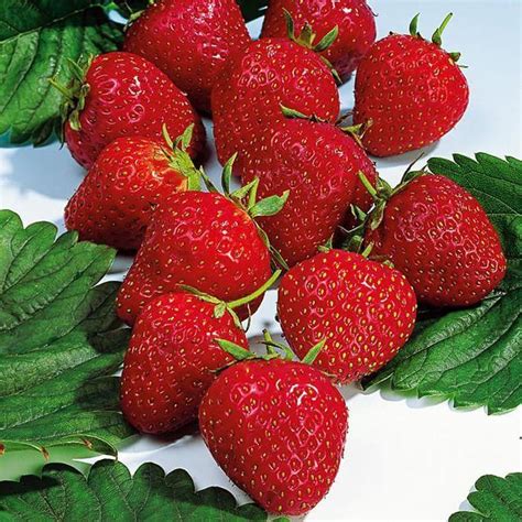 Клубника Эльвира - купить саженцы, выгодные цены | Клубника Эльвира в ...