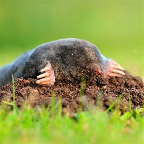 Mole 