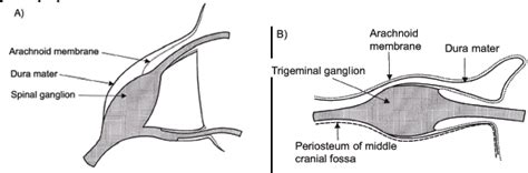 Subdural Anatomy