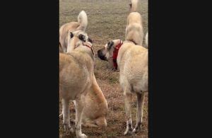 Kangal Il Cane Che Sa Affrontare I Lupi