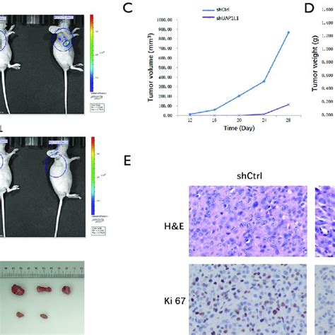 Knockdown Of Uap L Inhibited Glioma Cell Growth In Vivo A B Images