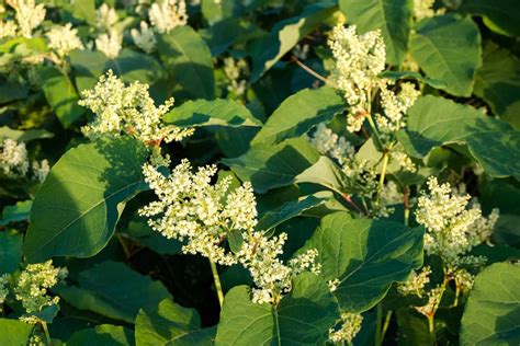 Uses For Japanese Knotweed