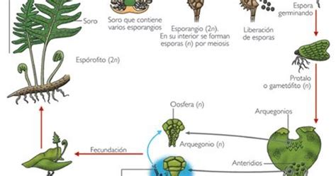 Ciclo Reproductivo En Pteridofitas Helechos Botánica Integra