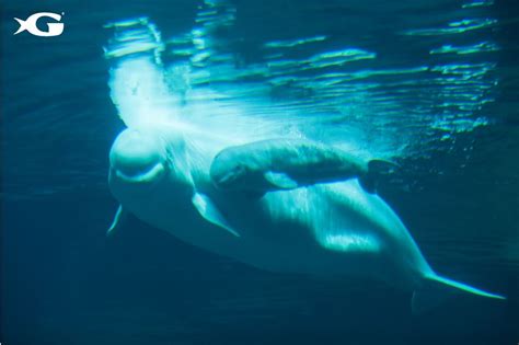 Georgia Aquarium Beluga Whale Gives Birth To Female Calf Sightseers