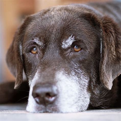 Dog Arthritis: Symptoms, Causes, and Treatments – Tails 'N' Tummies