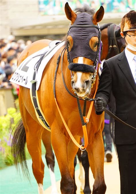 5月14日東京競馬⭐︎3歳未勝利⭐︎ロワシュペール⭐︎門別で優勝 公式：黒澤ひかりのキラキラ日記～magic Kiss Lovers Only～