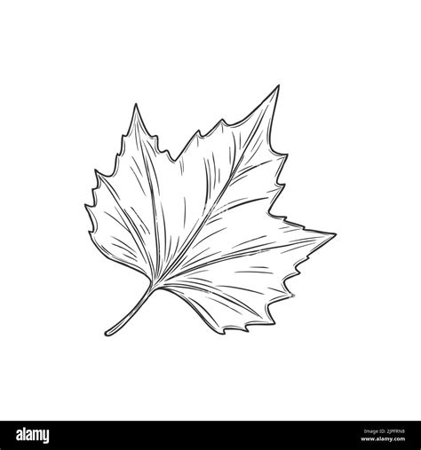 Acer Or Maple Leaf Isolated Eco Plant Monochrome Sketch Icon Vector