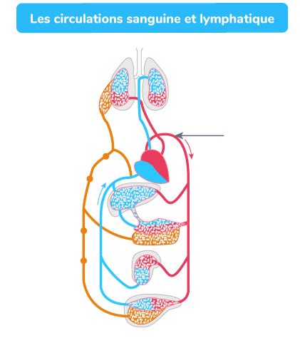 Sch Matiser Les Circulations Sanguine Et Lymphatique E Exercice De