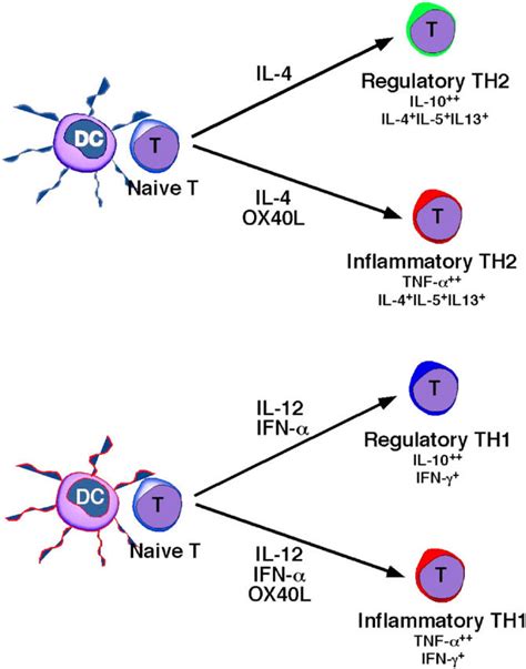 Schematic Illustration Of Th1 And Th2 Cell Responses Classified Into