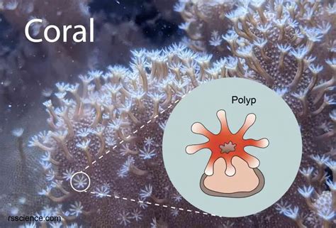 Coral - classification, characteristics, structure and types - Rs' Science