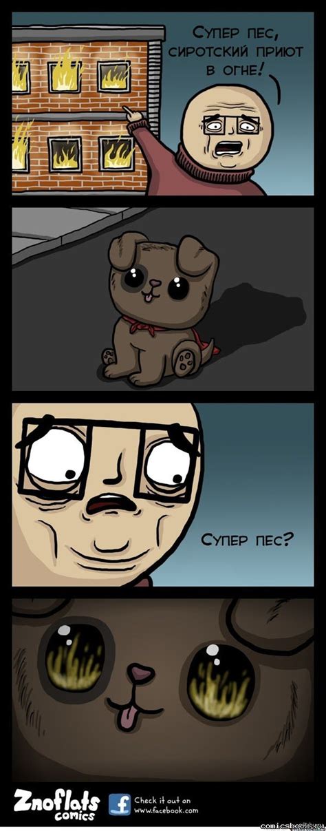 Супер пес | Пикабу