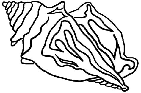 How To You Draw A Conch Shell Clipart Best