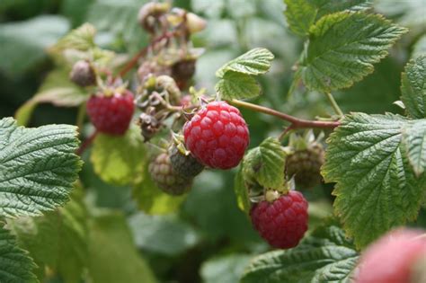 Framboos In Pot Houden De Beste Soorten En Tips Voor Verzorging