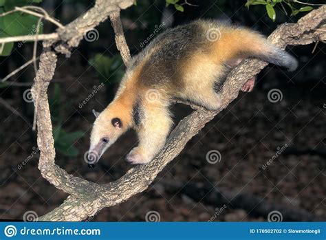 Tamandua Tamandua Tetradactyla Foto De Archivo Imagen De Standing