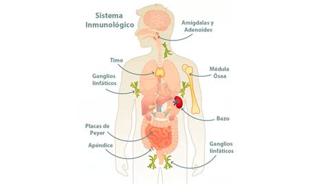 Lupus eritematoso Qué es causas síntomas tratamiento y consejos