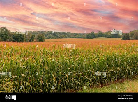 Sunny Warm Weather Along With Good Rains Has Made For A Bumper Corn