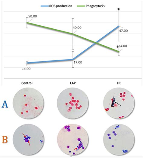 Frontiers Analysis Of The Effect Of Intestinal Ischemia And