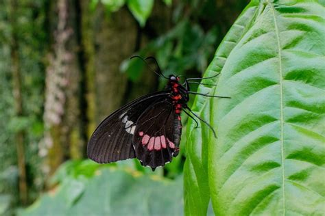 Borboleta Inseto Jardim Foto Gratuita No Pixabay Pixabay