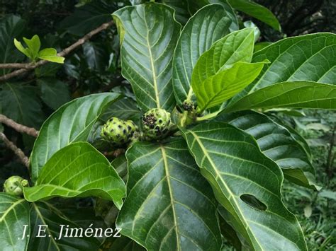 Morinda Citrifolia Ecos Del Bosque