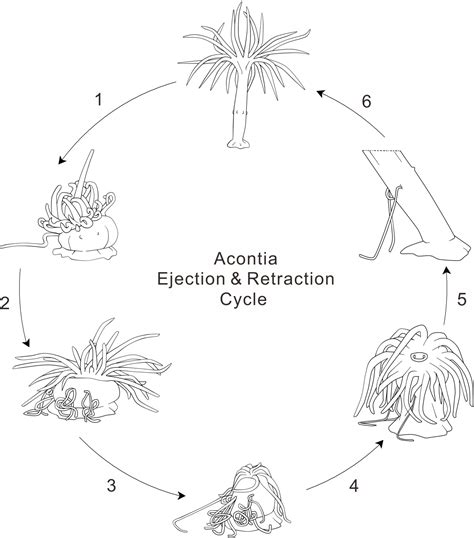 Metridium Life Cycle