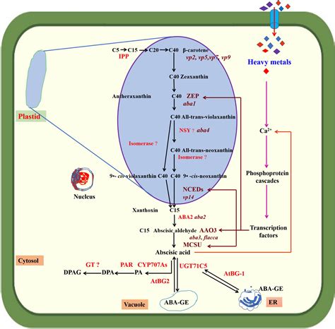 Abscisic Acid Function In Plants