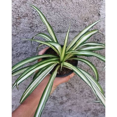 Jual Tanaman Hias Lili Spider Lili Paris Chlorophytum Comosum