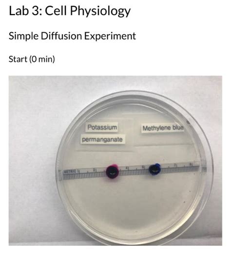 Solved Lab 3: Cell Physiology Simple Diffusion Experiment | Chegg.com