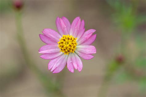 X Resolution Closeup Photo Of Purple And White Petal Flowe Hd