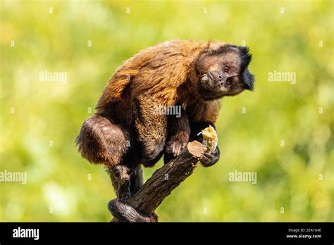 Tufted Capuchin Monkey Sapajus Apella Aka Macaco Prego Into The Wild