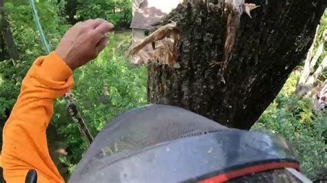 Removing More Dead Ash Trees Youtube