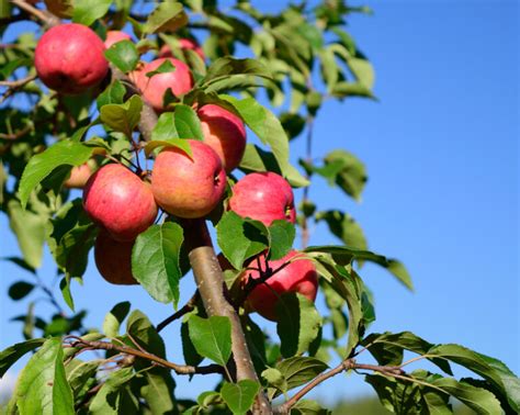 45 Crabapple Tree Varieties For You To Consider - Minneopa Orchards