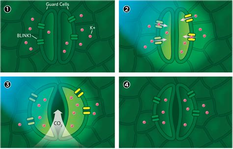 Stomatal Kinetics Plant Stomata Encyclopedia