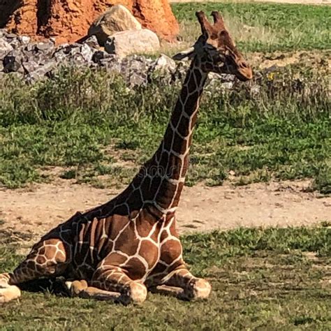 Giraffe Sitting Down On Ground At Zoo Stock Photo Image Of Giraffe