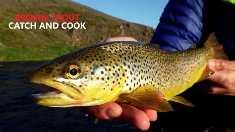 Brown Trout Catch Clean And Cook Youtube