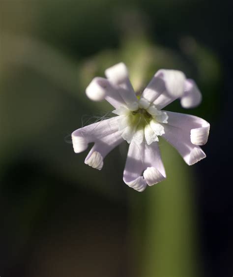 Silene Noctiflora Night Flowering Catchfly Flower Close Flickr