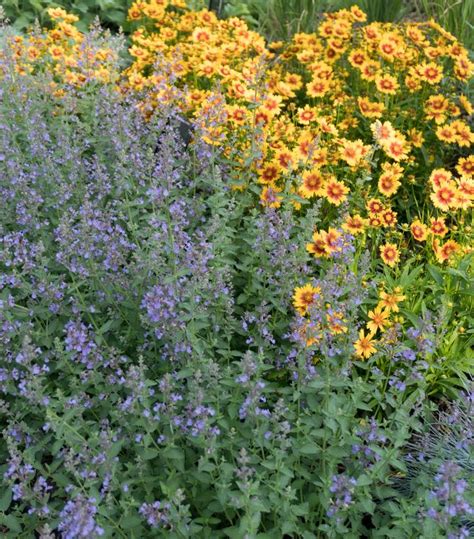 Nepeta X Faassenii Junior Walker™ Junior Walker™ Catmint From