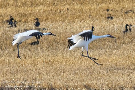 Photographing the Amazing Whooping Crane Migration in Saskatchewan | Photo Journeys